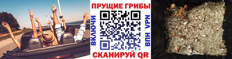KRAKEN ссылка  Горно-Алтайск  Галлюциногенные грибы MAGIC MUSHROOMS 